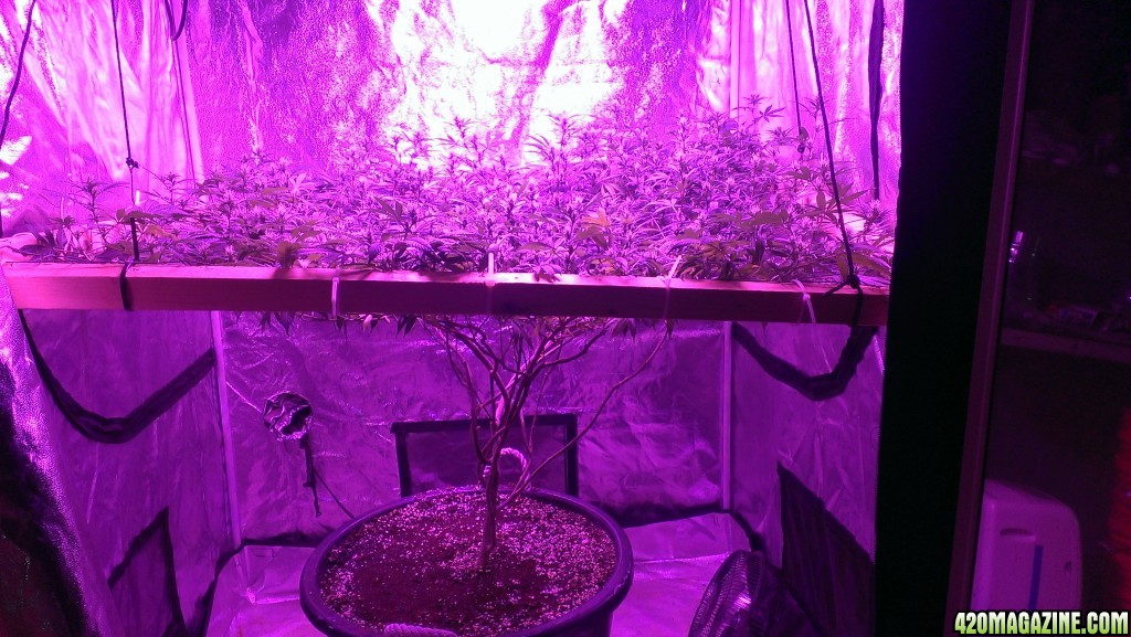 Mars II 1200 watt LED scrog day 25F