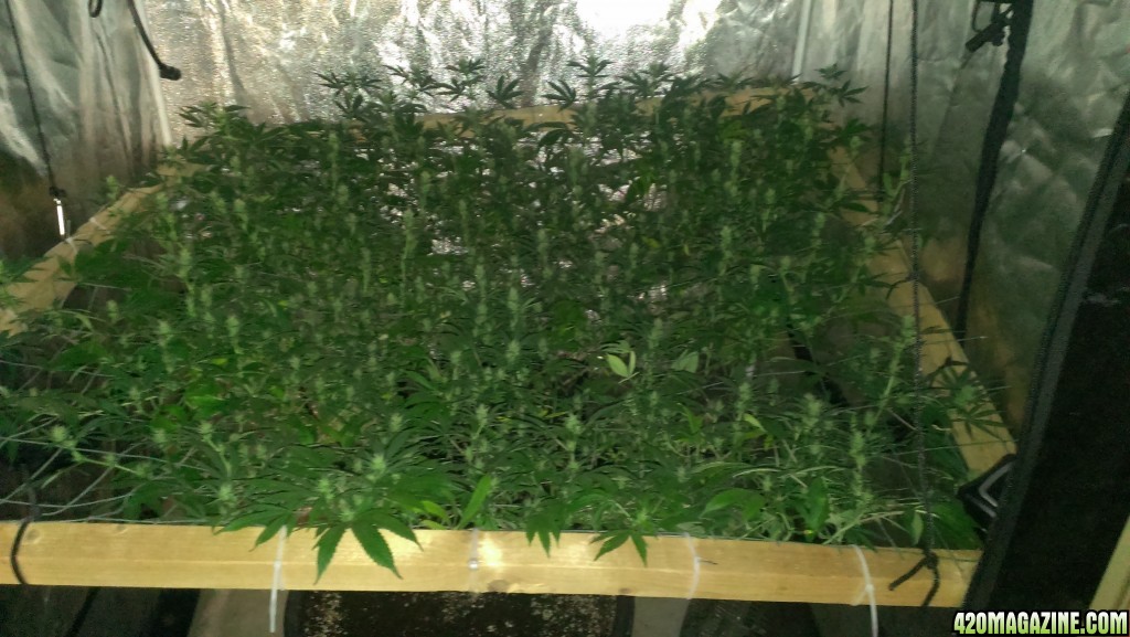 Mars II 1200 watt LED scrog day 25F