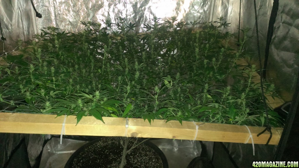 Mars II 1200 watt LED scrog day 25F