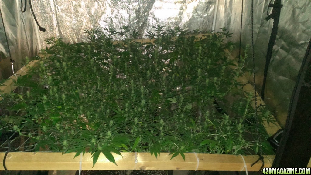 Mars II 1200 watt LED scrog day 25F