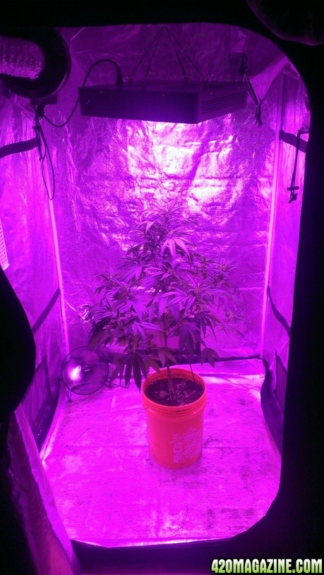 Mars II 1200 watt LED