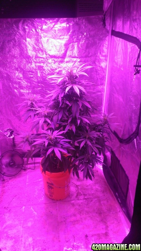 Mars II 1200 watt LED