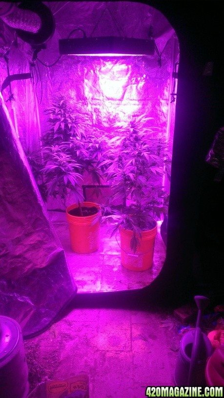 Mars II 1200 watt LED