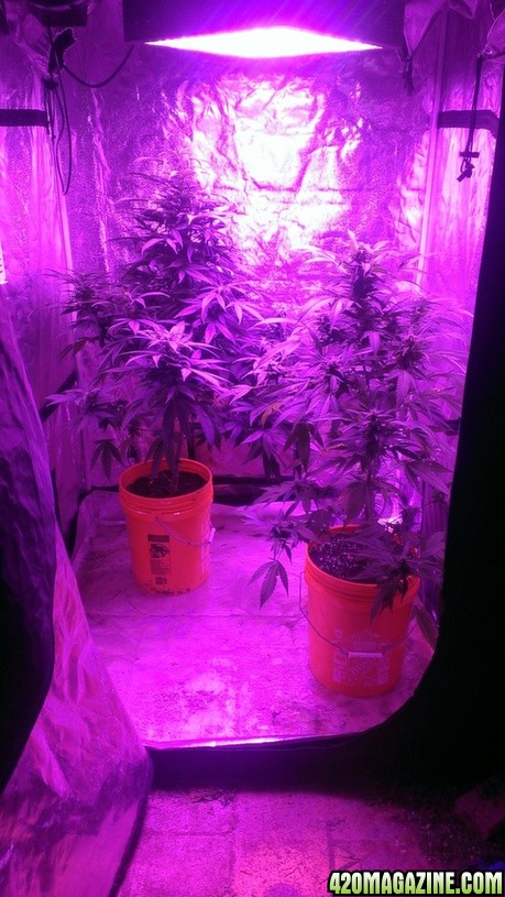 Mars II 1200 watt LED