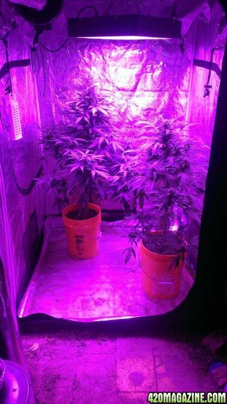 Mars II 1200 watt LED