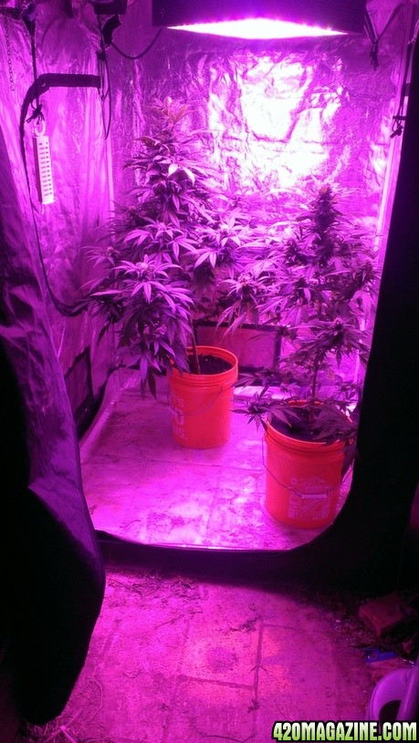 Mars II 1200 watt LED