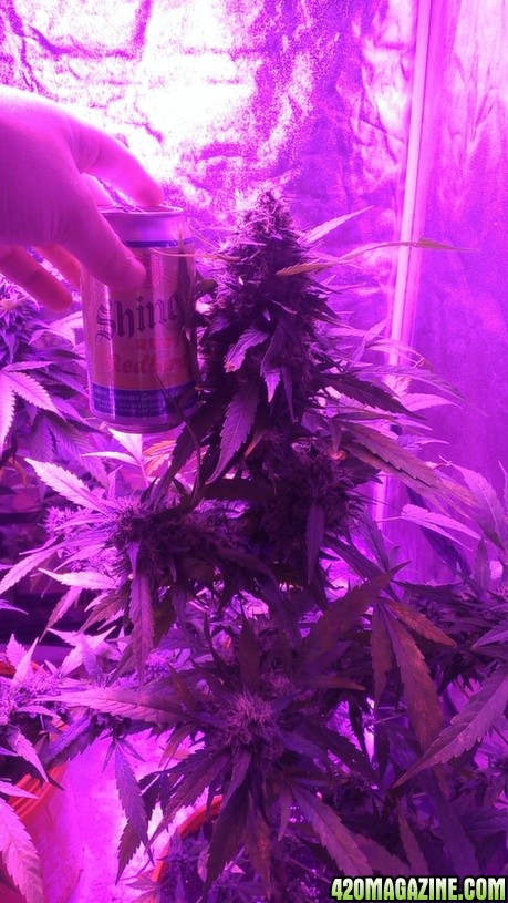 Mars II 1200 watt LED