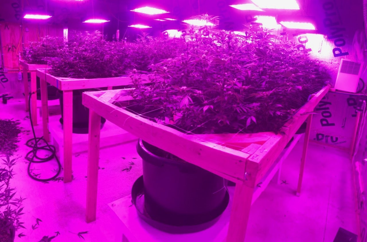 Mars II 1600 led grow light