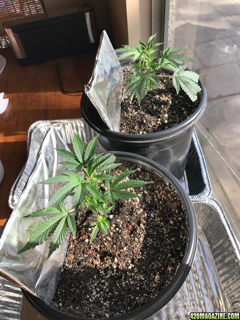 Mary &amp; Jane in the Sun