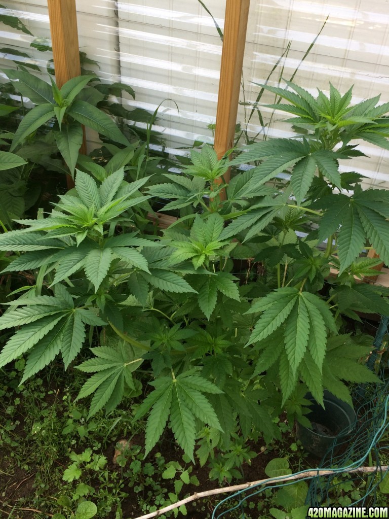 Massachusetts outdoor grow