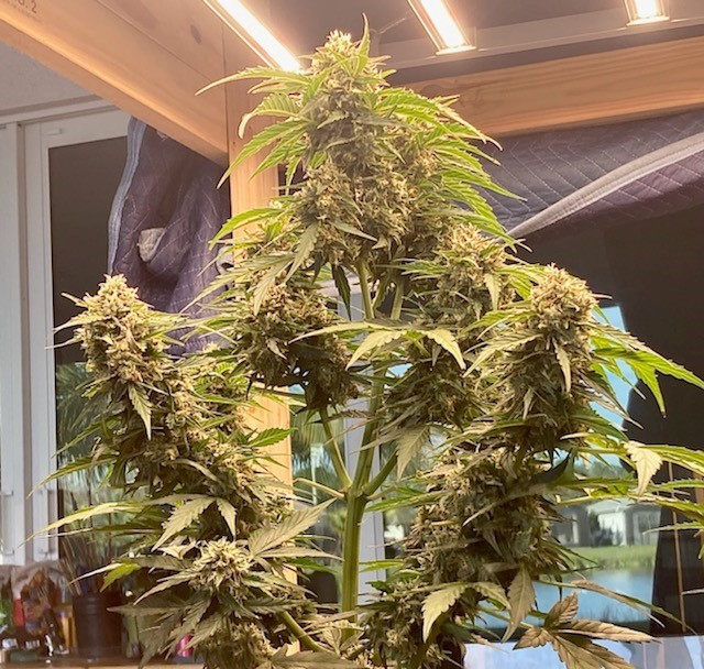 Massive Dos Si Dos auto in MH rig in late flower indica pheno for epilogue.jpg