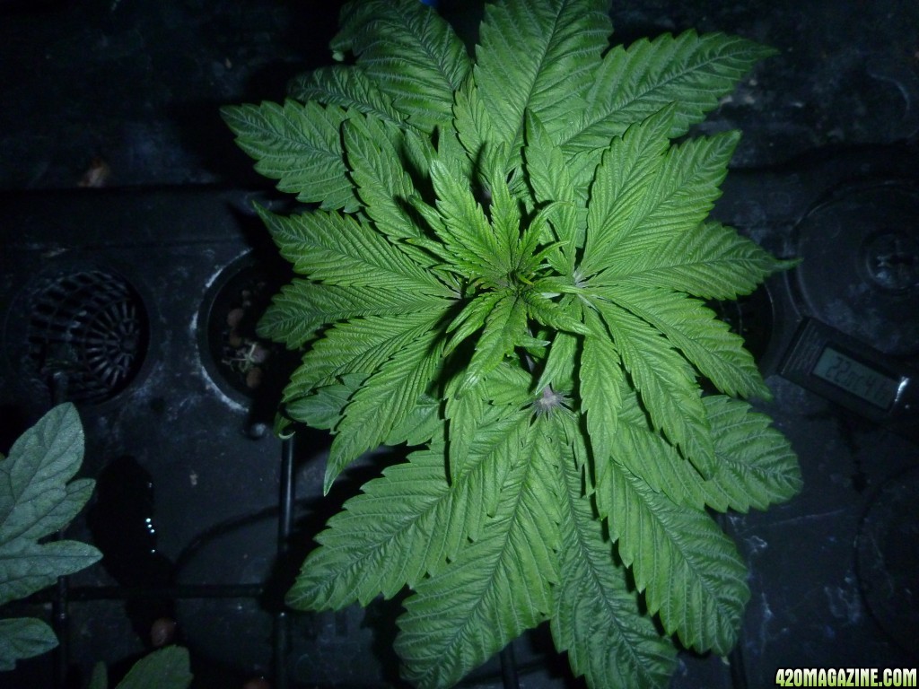 Massive midget trimmed after nitrogen toxicity