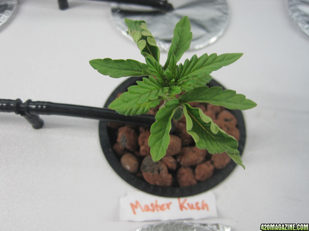 master kush 3 weeks