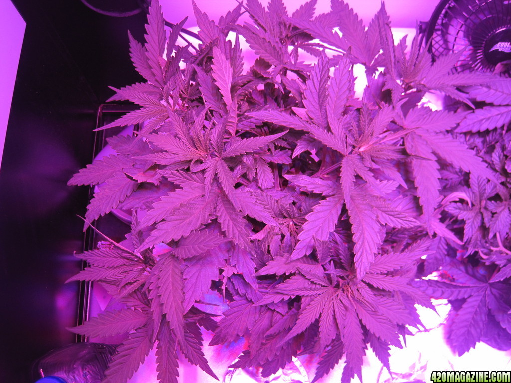 Master kush 34 days from seed