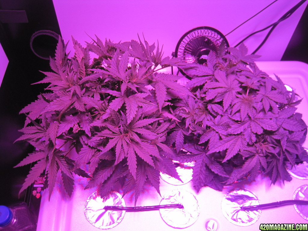 Master kush and white widow 34 days from seed