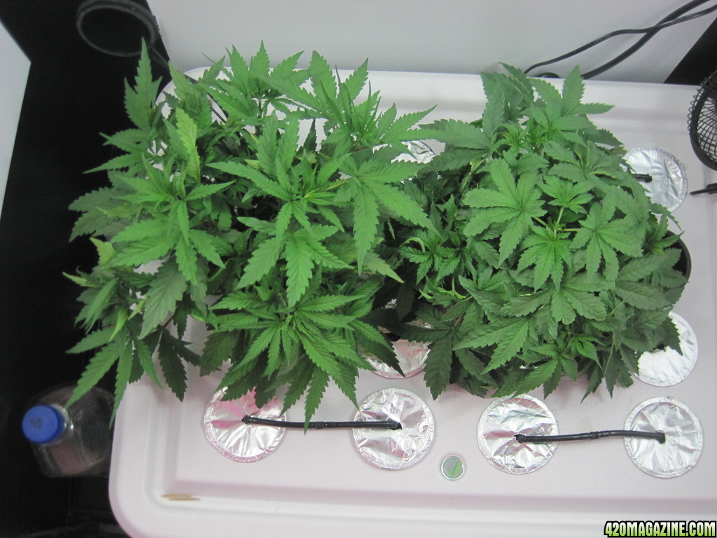 Master kush and white widow 34 days from seed