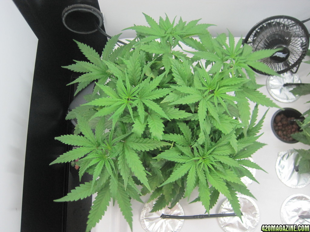 Master kush and white widow 35 days from seed