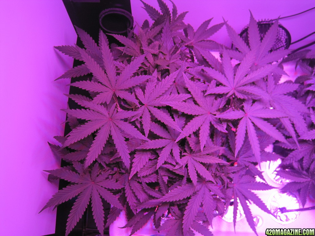 Master kush and white widow 39 days from seed