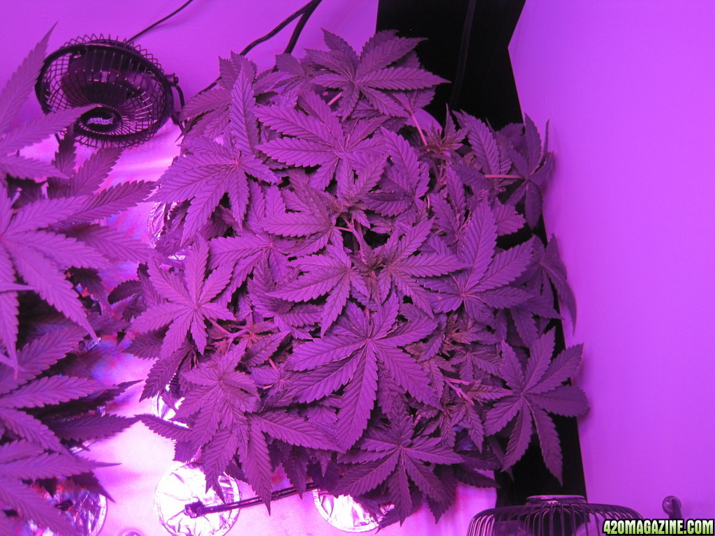 Master kush and white widow 39 days from seed