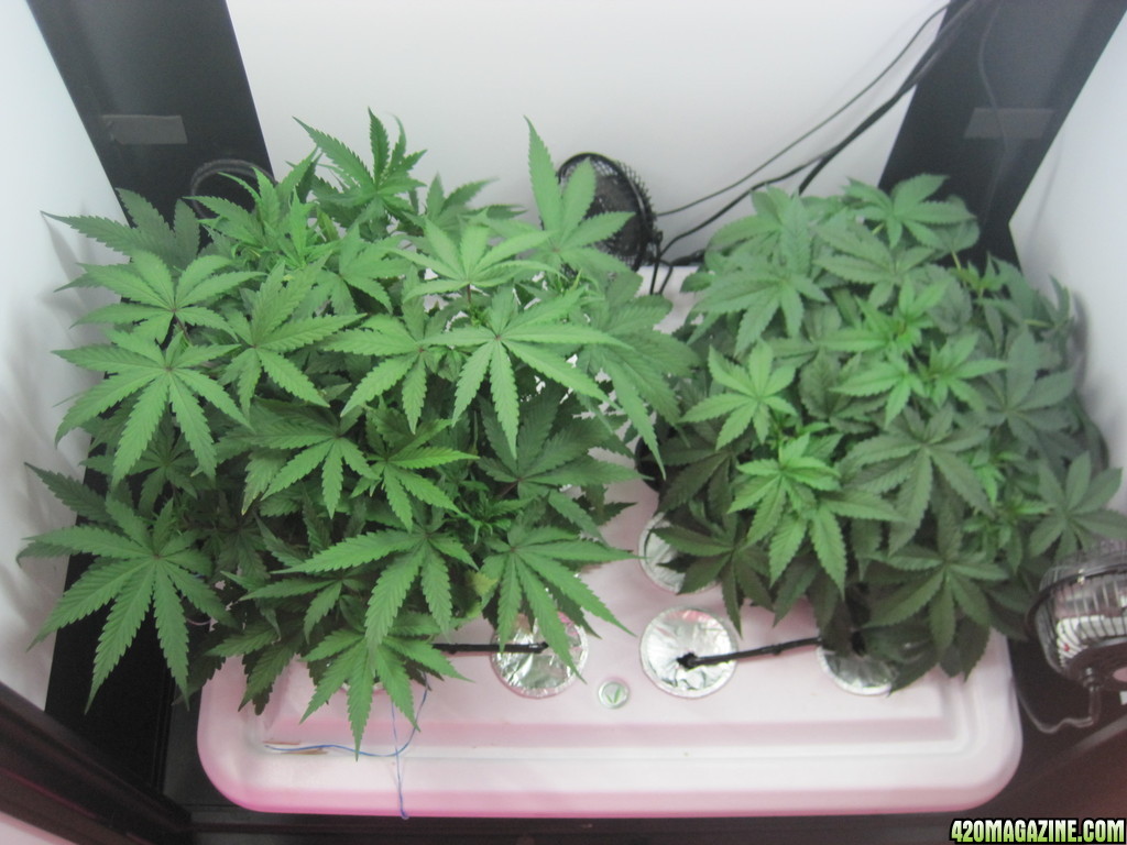 Master kush and white widow 39 days from seed