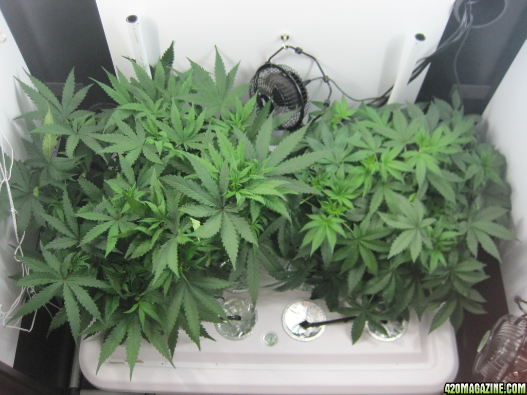 Master kush and white widow 42 days from seed