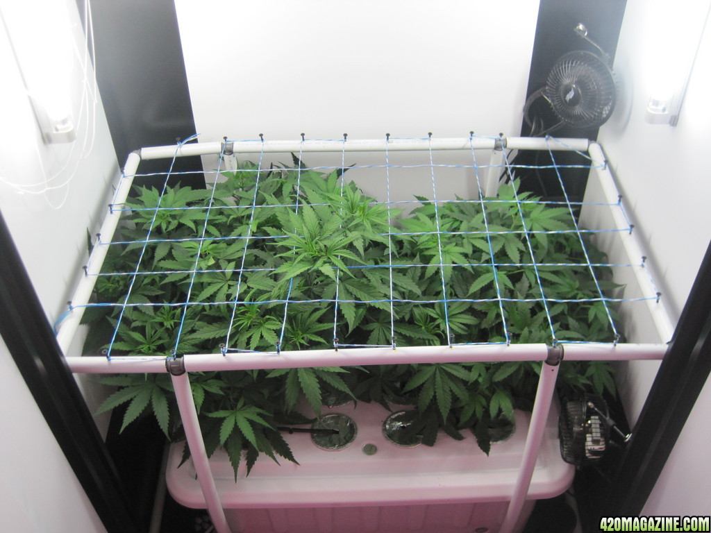 Master kush and white widow clones