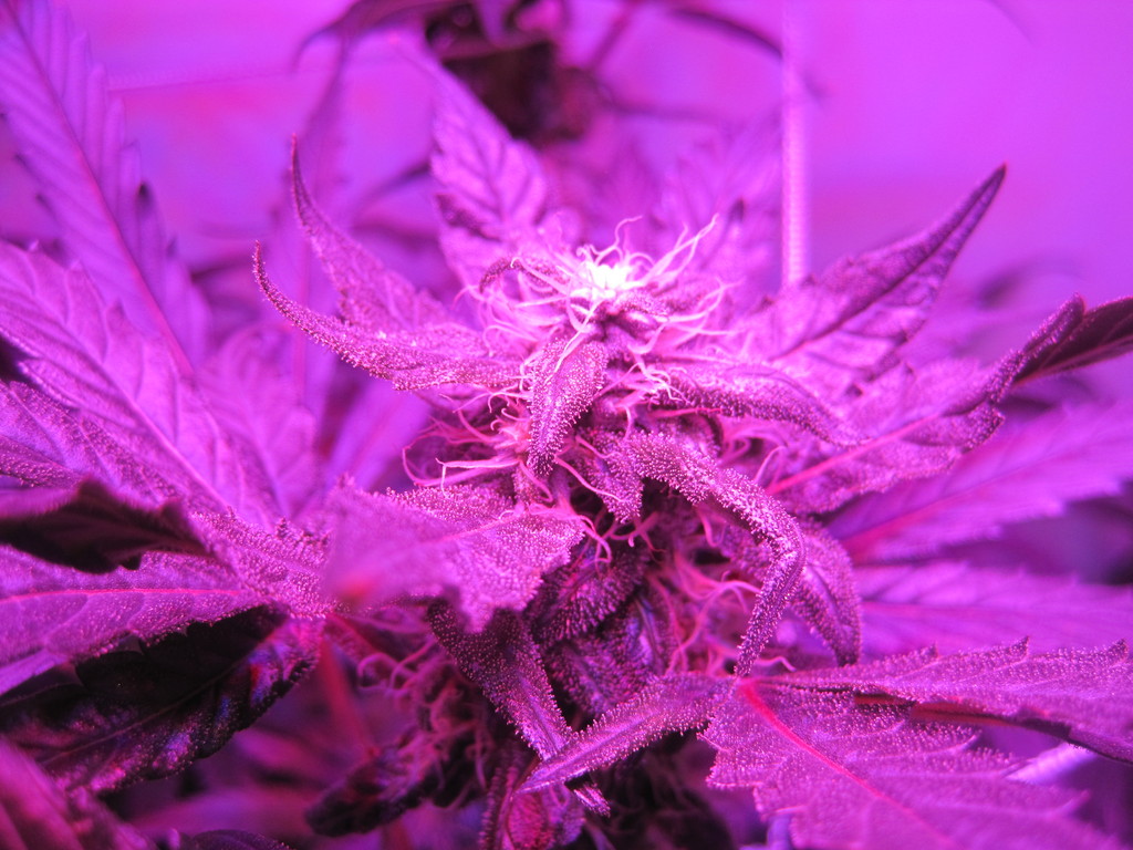 Master kush and White widow day 43 of flower