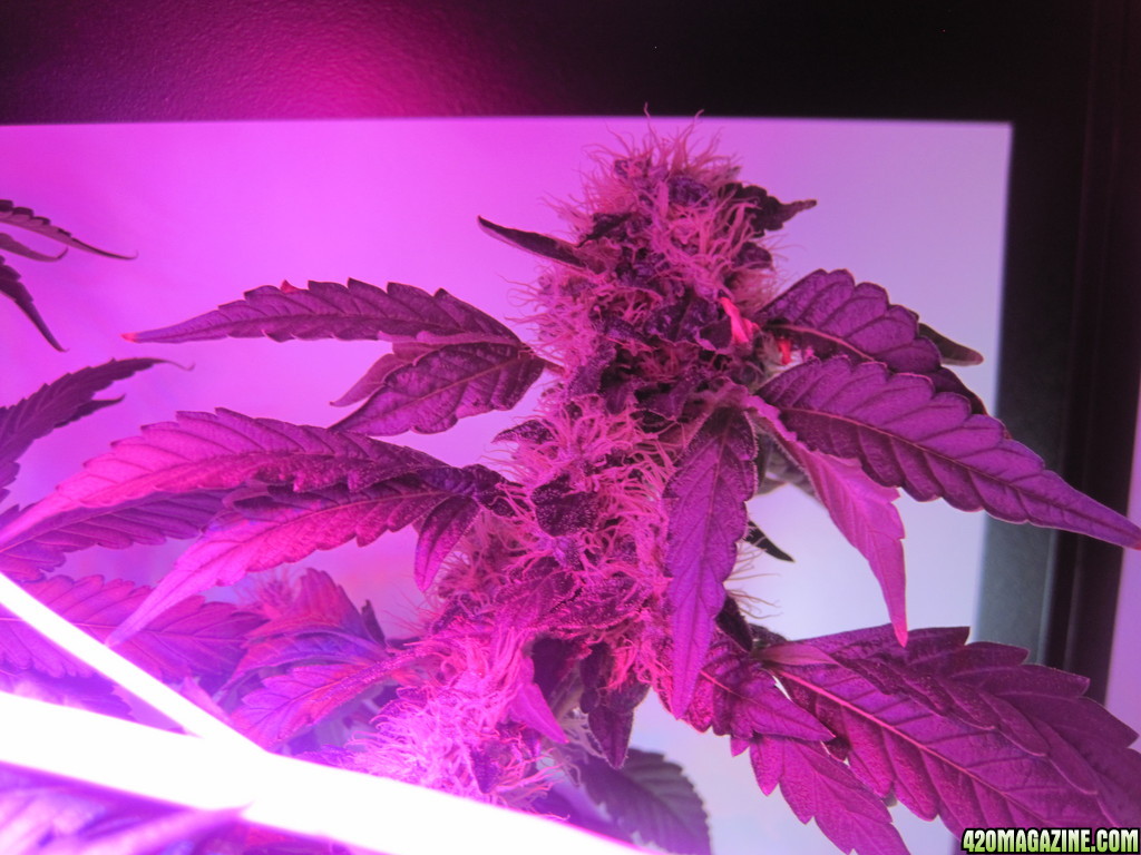 Master kush and white widow day 54 of flower