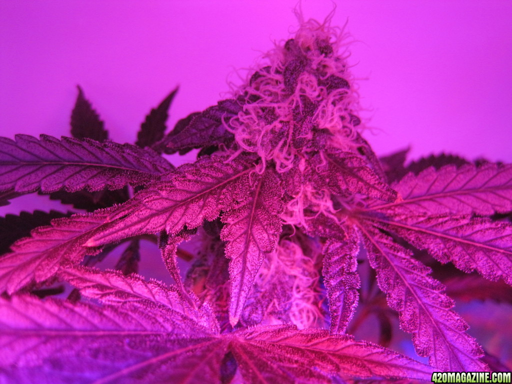 Master kush and white widow day 54 of flower