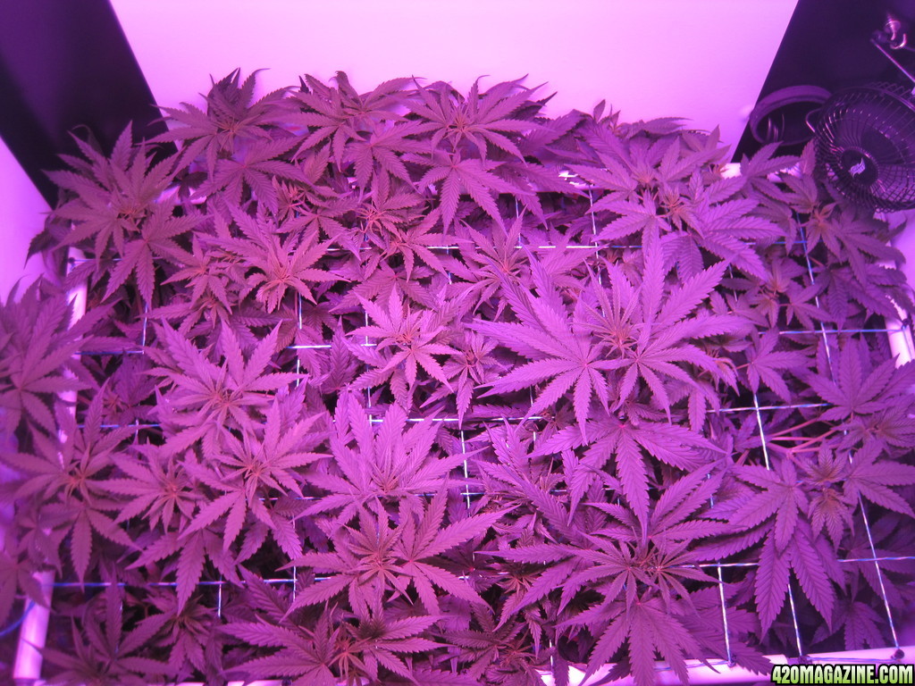 Master kush and white widow day 8 of flower