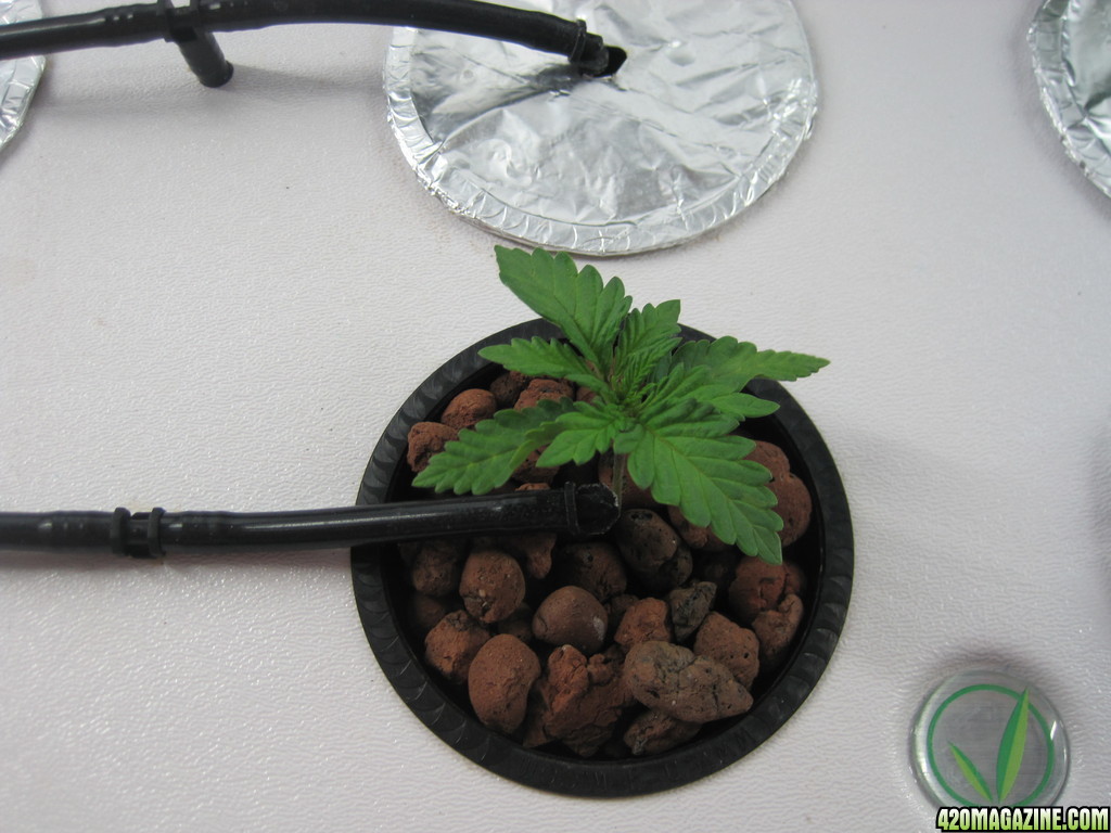 Master Kush seedling 20 days from seed