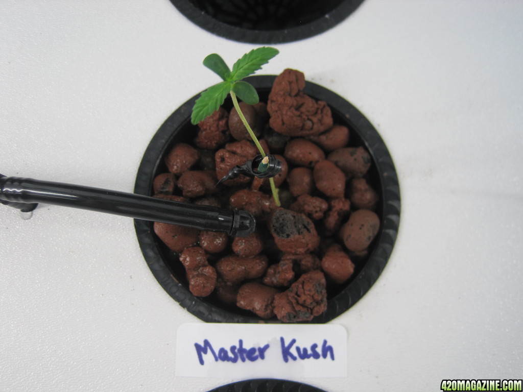 Master Kush seedling