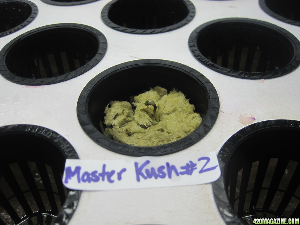 Master Kush seedling