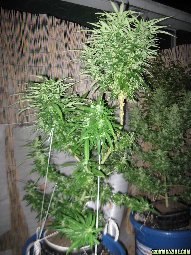 Master Kush, Wonder Woman &amp; Skunk #1