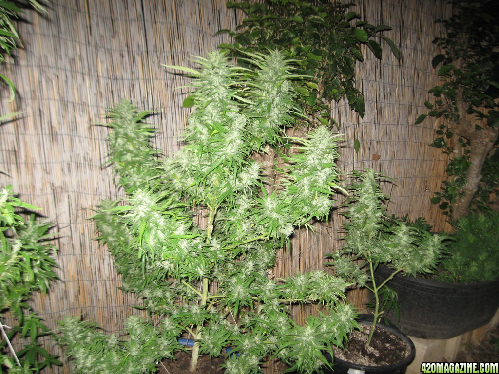 Master Kush, Wonder Woman &amp; Skunk #1