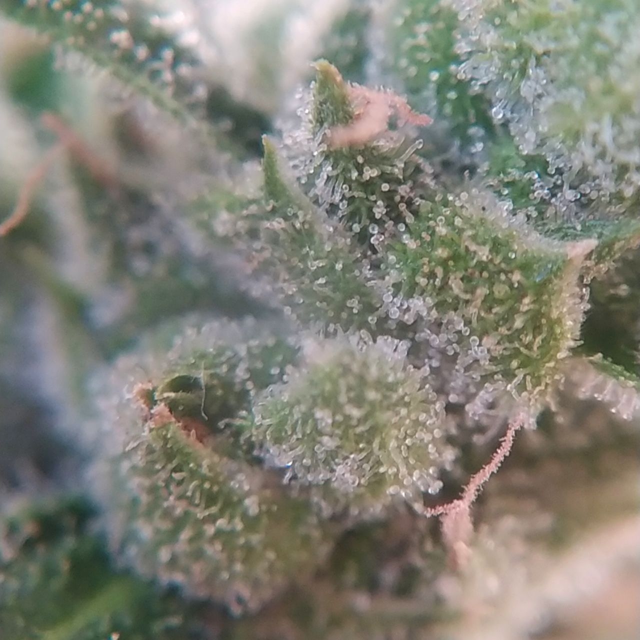 Matanuska Trichomes.jpg