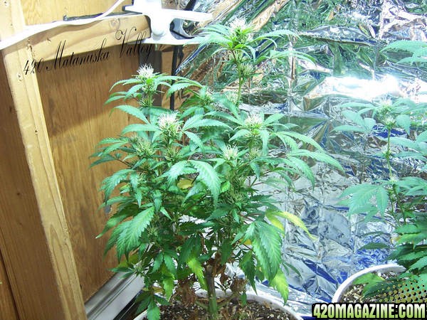 Matanuska Valley plants and grow rooms