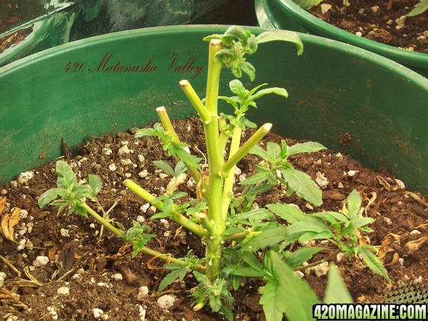 Matanuska Valley plants and grow rooms