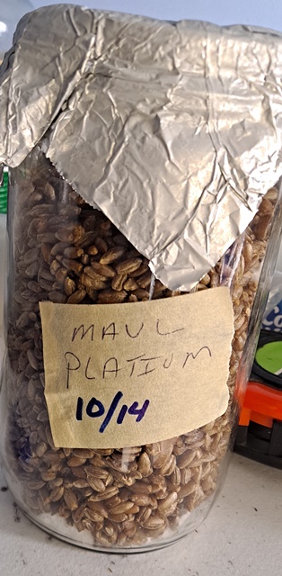 Maui Platinum 10-25.jpg