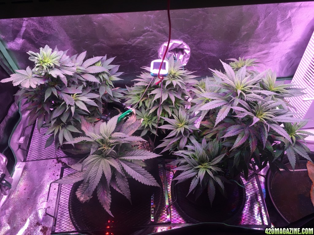 may 3 clone veg solar