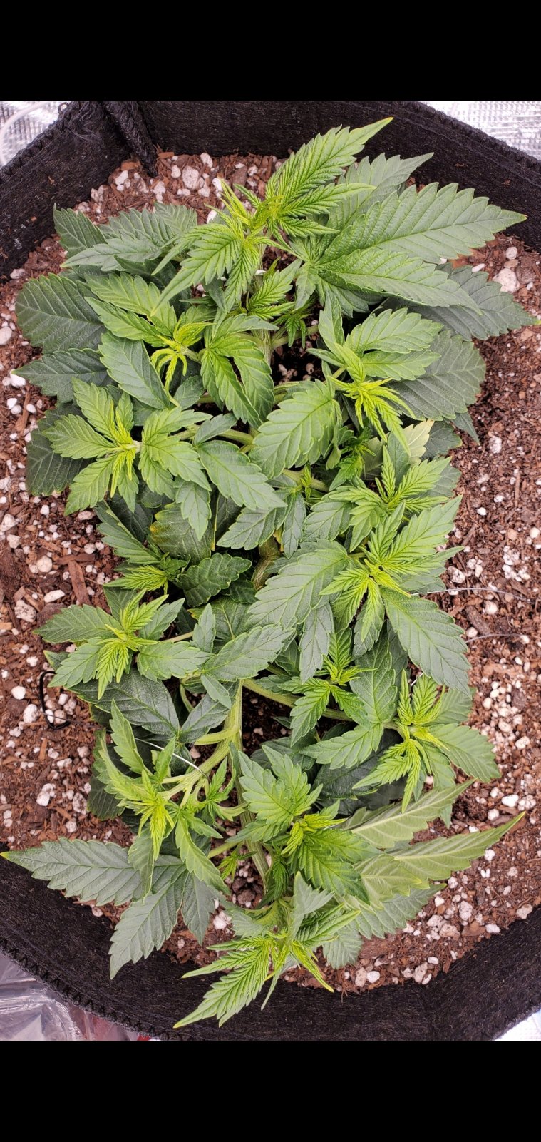 mayjah_mutant_day41_lst.jpg