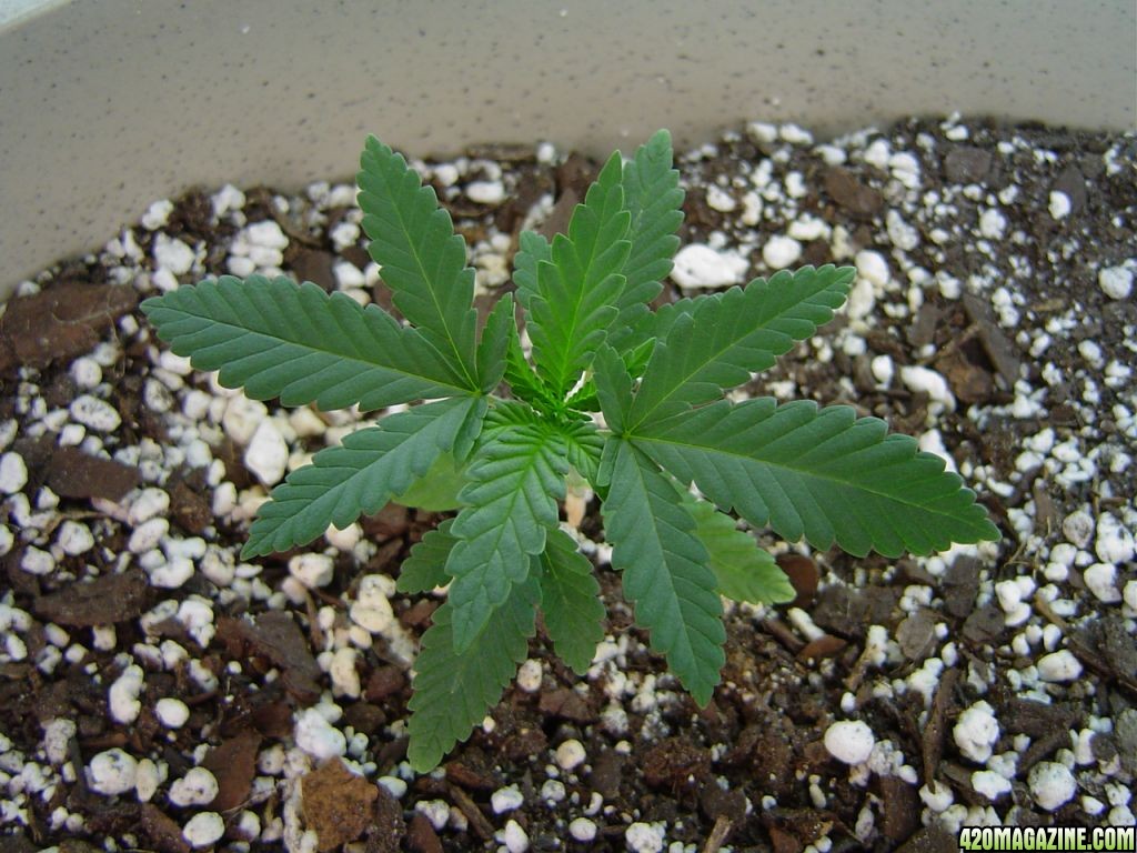 Mazar-Afghan 1 - Day 21