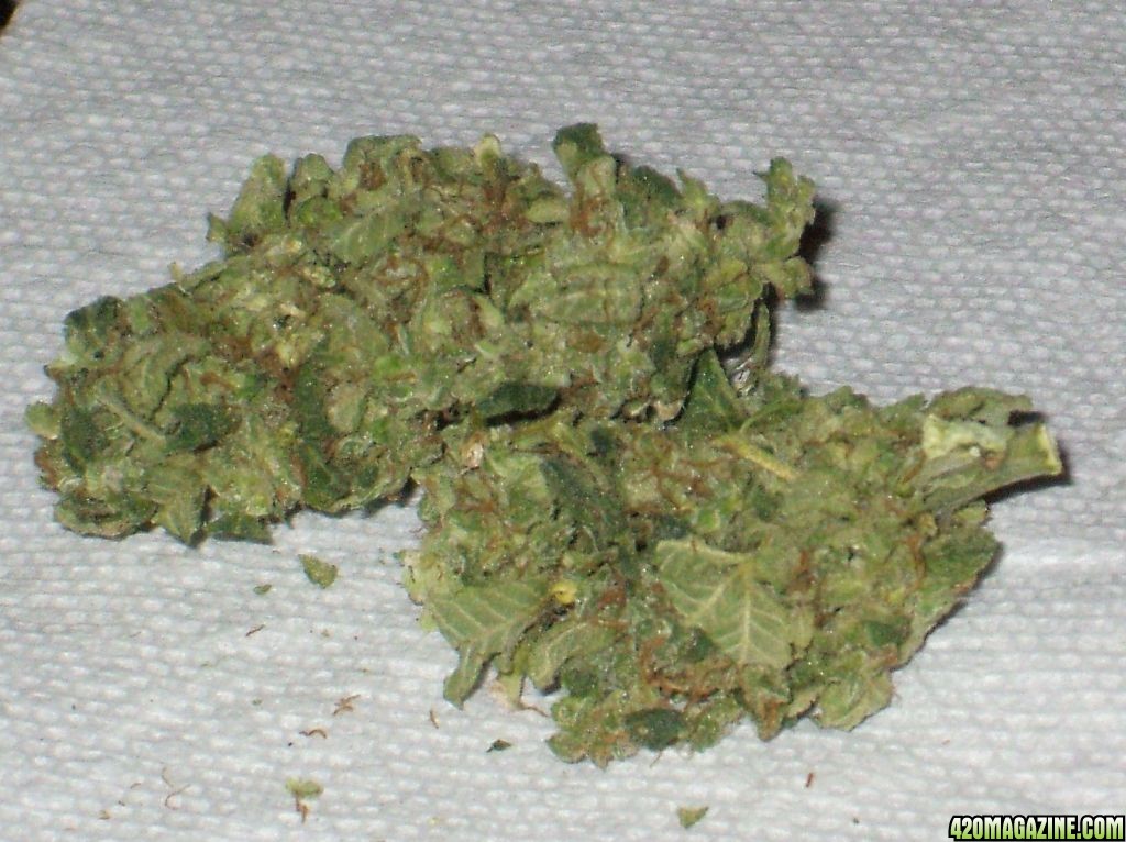 Mazar Afghan Buds - Two Weeks Cured