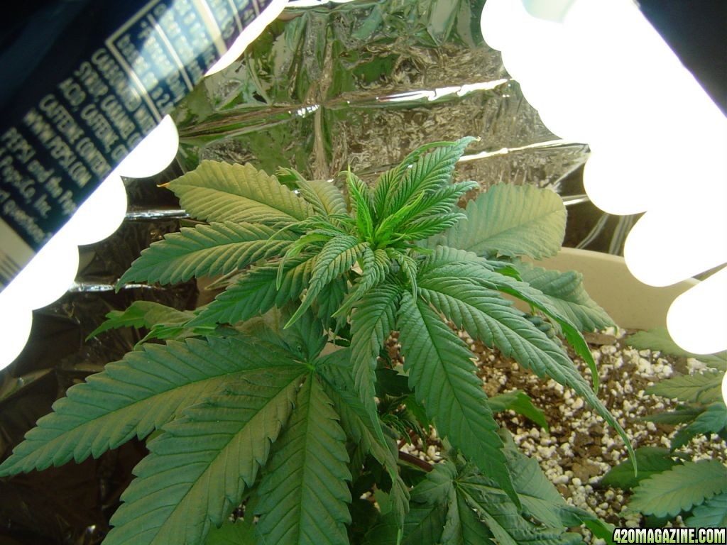 Mazar-Afghan, Day 41