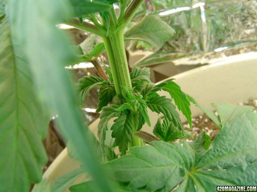 Mazar-Afghan, Day 41