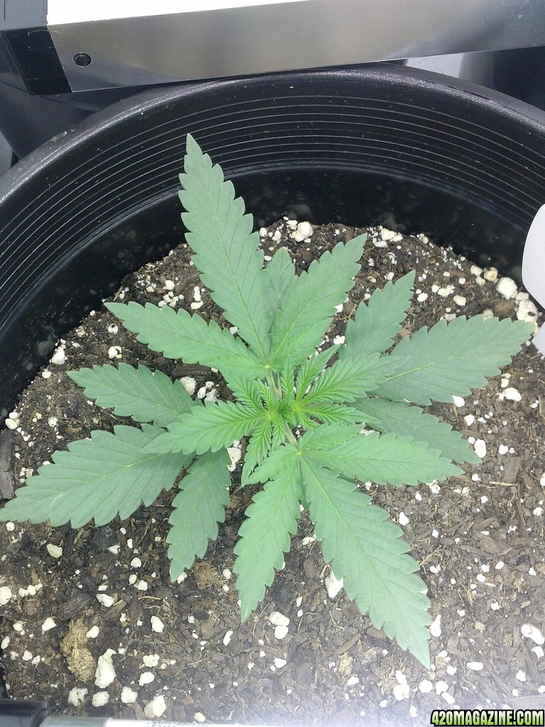 mazar at 2 weeks above dirt