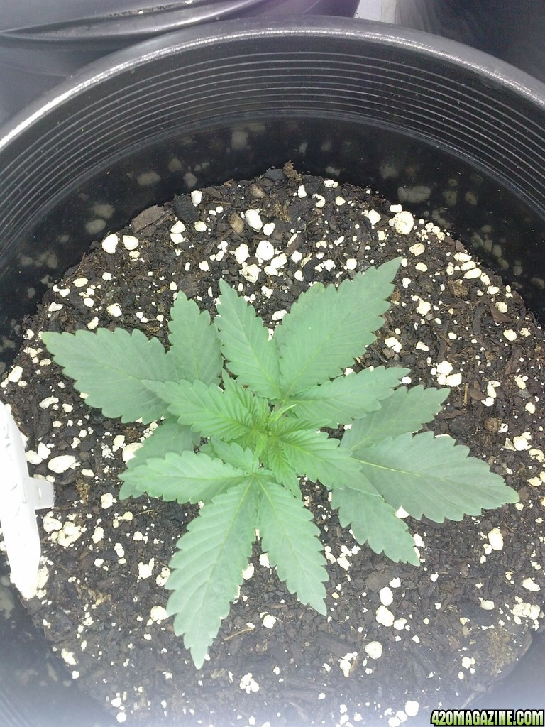 mazar at 2 weeks above dirt