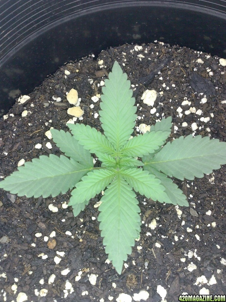 mazar at 2 weeks above dirt