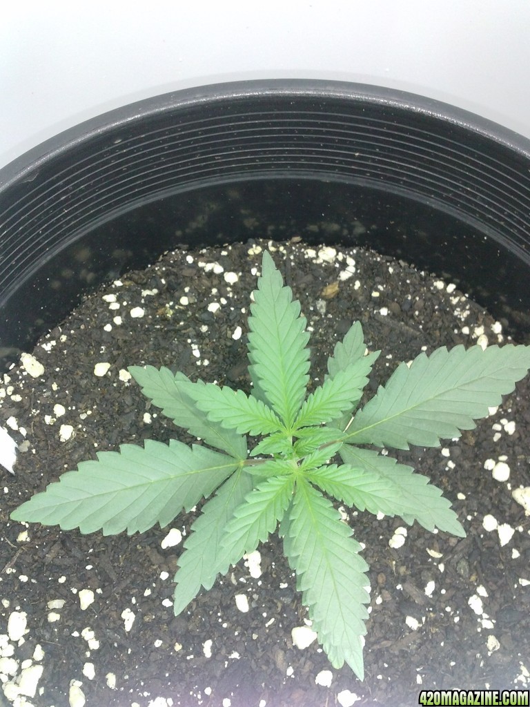 mazar at 2 weeks above dirt