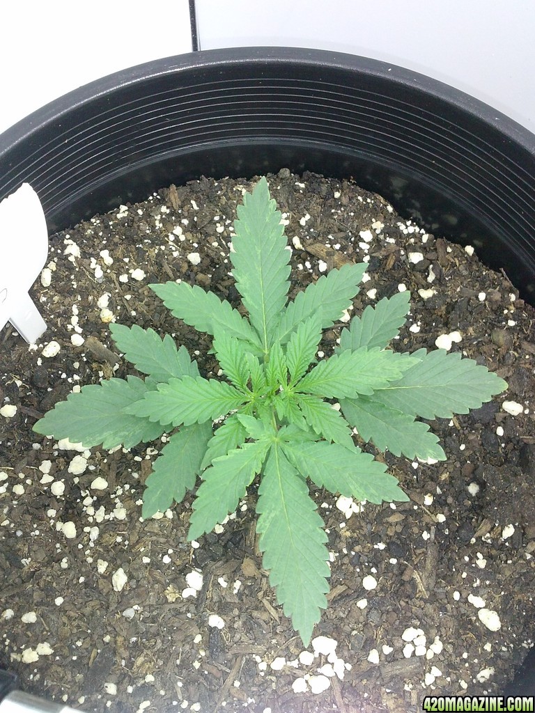 mazar at 2 weeks above dirt